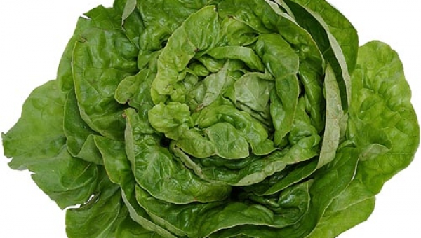 Fejessaláta; a talajminőség tesztere